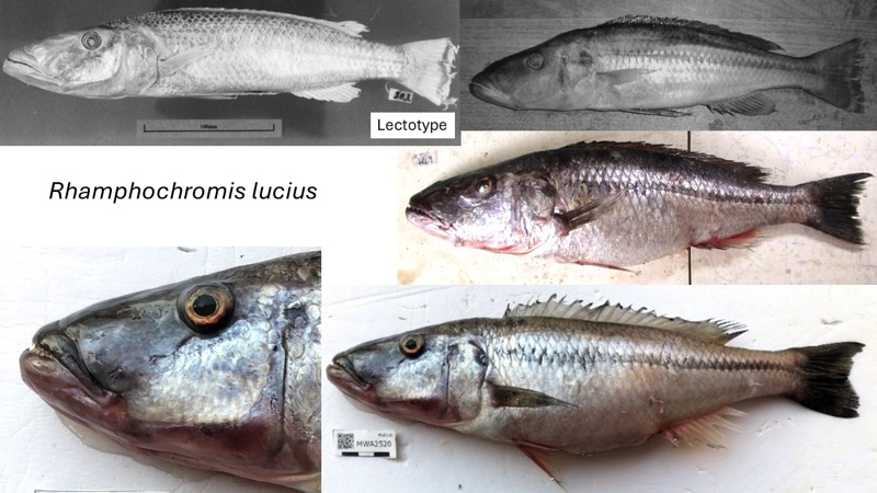 Rhamphochromis lucius